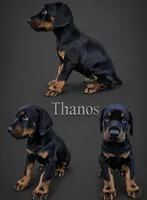 Thanos, a male Doberman Pinscher for sale in Newark, DE – 1 of 3