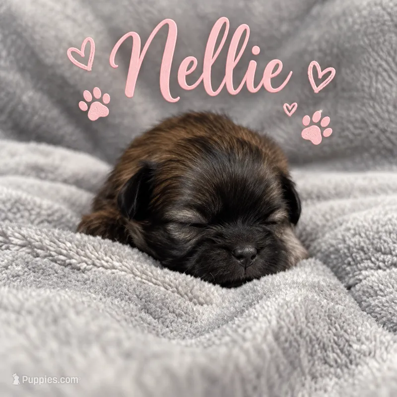 Nellie – Shih Tzu puppy for sale in Middletown, DE