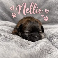 Nellie, a female Shih Tzu for sale in Middletown, DE – 1 of 1