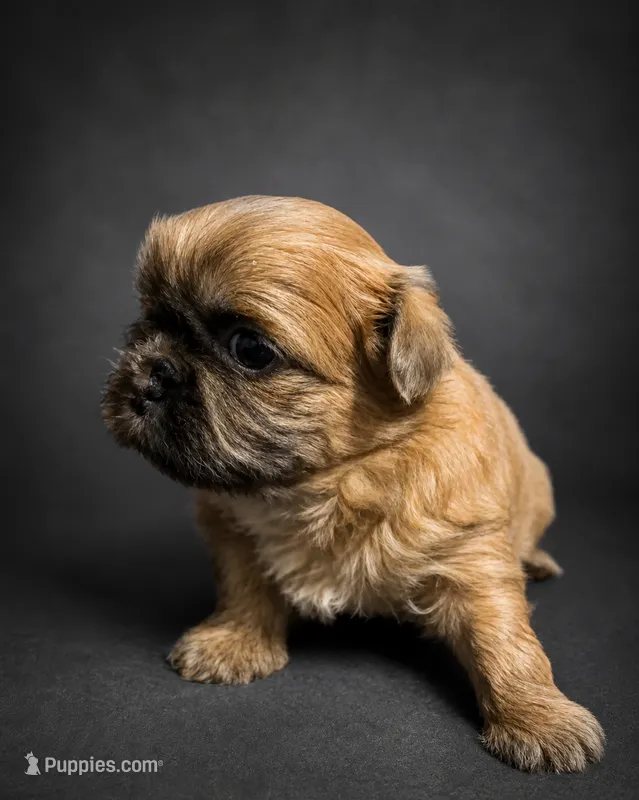 Tyson – Shih Tzu puppy for sale in Newark, DE