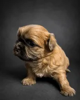 Tyson, a male Shih Tzu for sale in Newark, DE – 1 of 6
