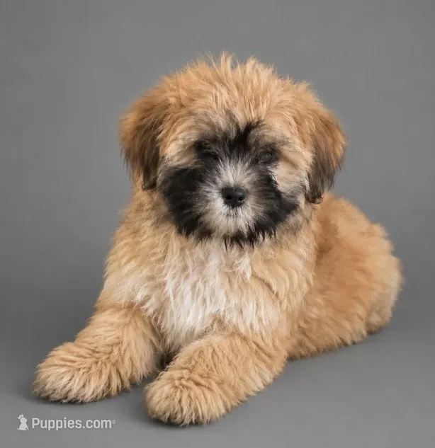 Clyde – Bichpoo puppy for sale in Newark, DE