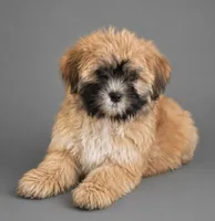 Clyde, a male Bichpoo for sale in Newark, DE – 1 of 2