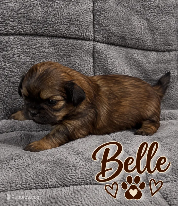 Belle – Shih Tzu puppy for sale in Middletown, DE