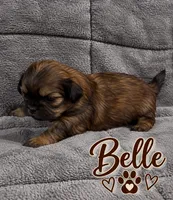 Belle, a female Shih Tzu for sale in Middletown, DE – 1 of 1