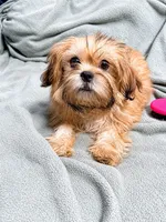 Kai, a male Shih Tzu and Yorkshire Terrier for sale in Newark, DE – 3 of 3