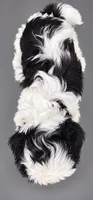 Ziggy, a male Shih Tzu for sale in Middletown, DE – 2 of 6