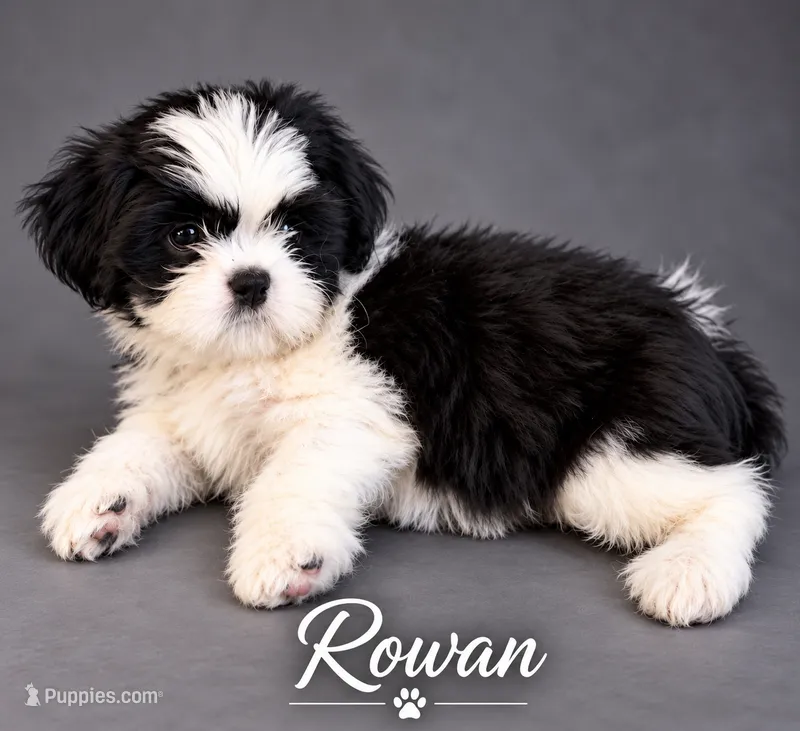 Rowan – Shih Tzu puppy for sale in Middletown, DE