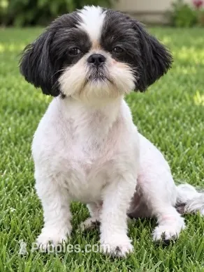 Stevie – Shih Tzu puppy for sale in Middletown, DE