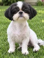 Stevie, a male Shih Tzu for sale in Middletown, DE – 1 of 1