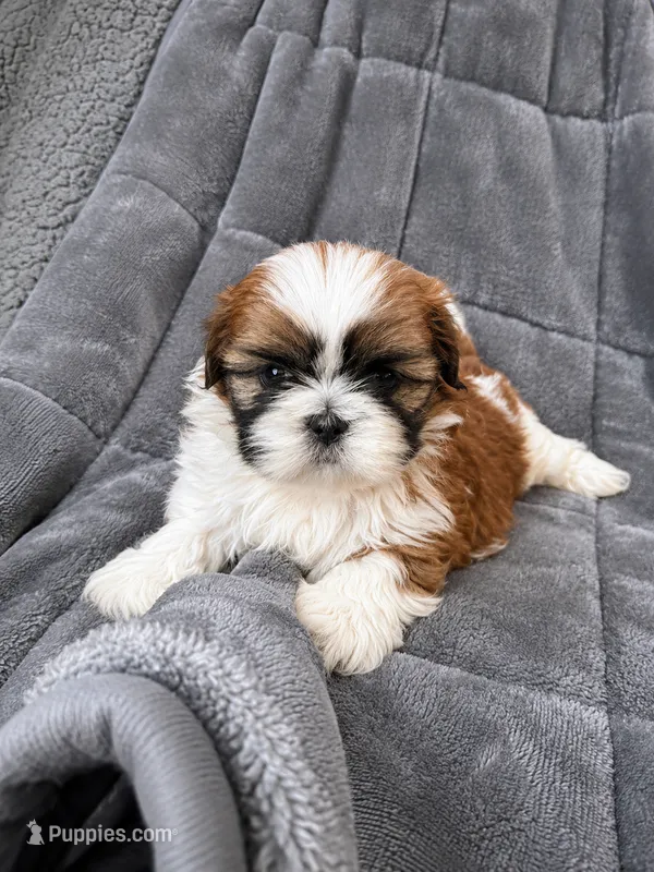 Rockstar  – Shih Tzu puppy for sale in Newark, DE