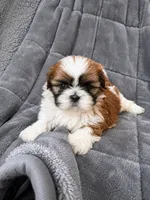 Rockstar , a male Shih Tzu for sale in Newark, DE – 1 of 2
