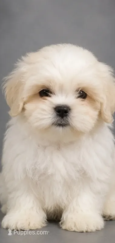 Marshmallow  – Shih Tzu puppy for sale in Newark, DE