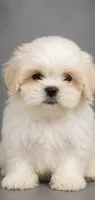 Marshmallow , a female Shih Tzu for sale in Newark, DE – 1 of 1