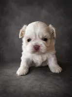 Snow, a female Shih Tzu for sale in Newark, DE – 2 of 4