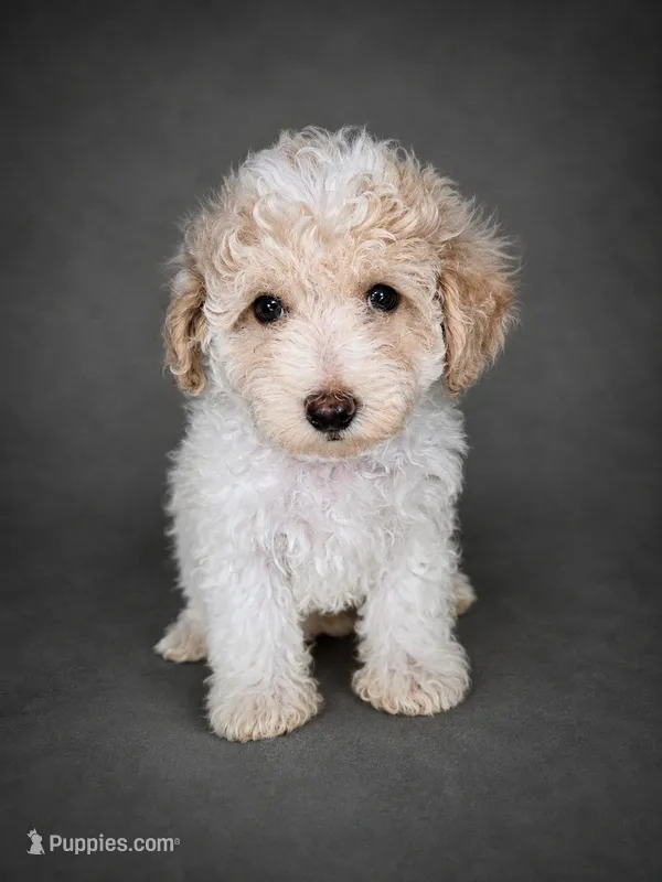 Teddy – Bichpoo puppy for sale in Newark, DE