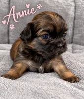 Annie, a female Shih Tzu for sale in Middletown, DE – 1 of 1