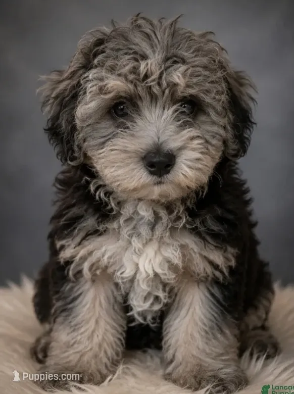 Pepper – Bichon Frise, Yorkshire Terrier puppy for sale in Newark, DE