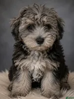 Pepper, a female Bichon Frise and Yorkshire Terrier for sale in Newark, DE – 1 of 1