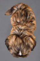 Milo, a male Shih Tzu for sale in Middletown, DE – 2 of 6