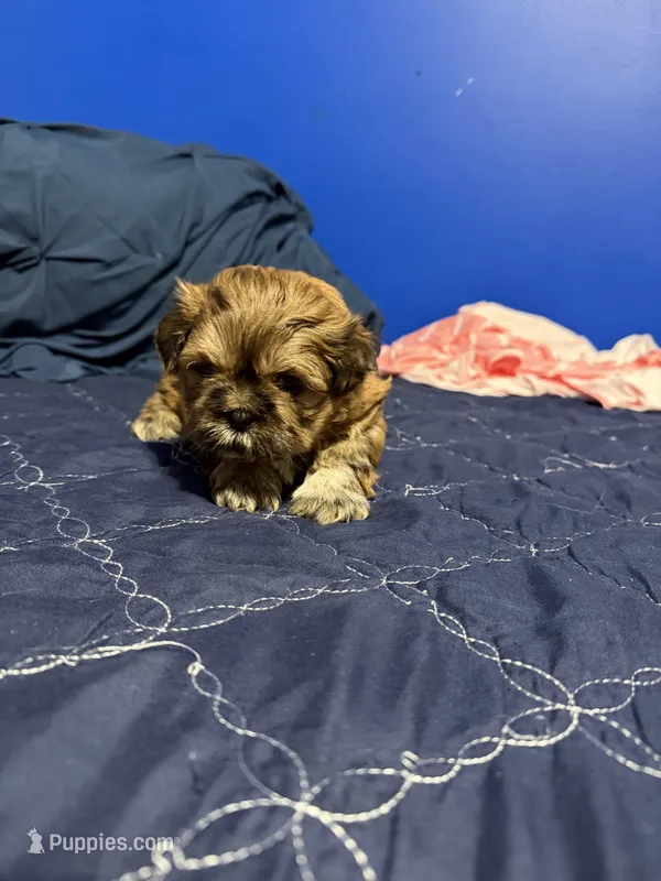 Nugget  – Shih Tzu puppy for sale in Middletown, DE