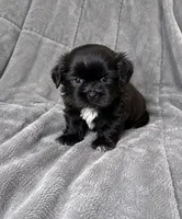 Creed, a male Shih Tzu for sale in Newark, DE – 2 of 3