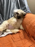 Pearl, a female Shih Tzu for sale in Newark, DE – 3 of 3
