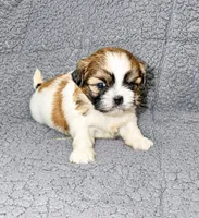Aiden, a male Shih Tzu for sale in Newark, DE – 2 of 2