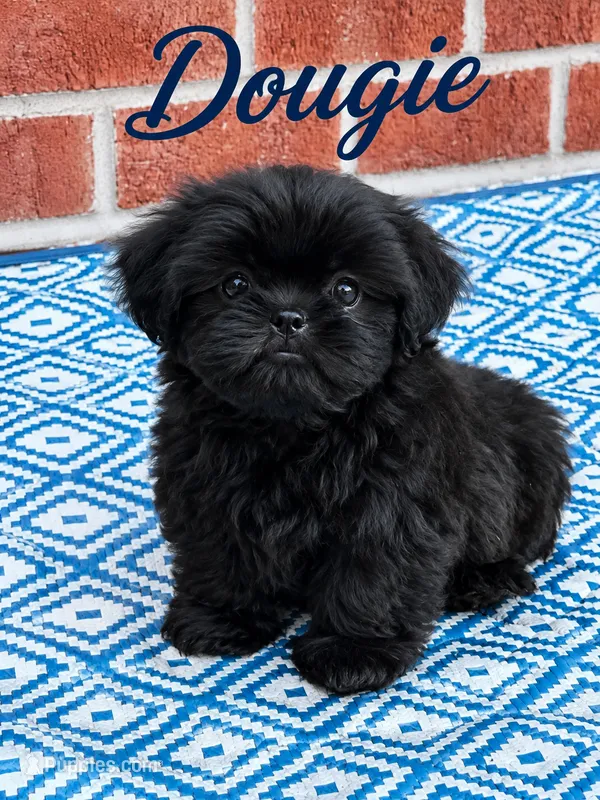 Dougie – Shih Tzu puppy for sale in Newark, DE