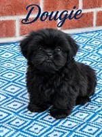 Dougie, a male Shih Tzu for sale in Newark, DE – 1 of 1