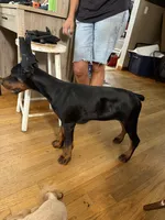 Vesta, a female Doberman Pinscher for sale in Middletown, DE – 4 of 6