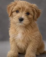 Sandy, a female Shorkie for sale in Newark, DE – 1 of 1