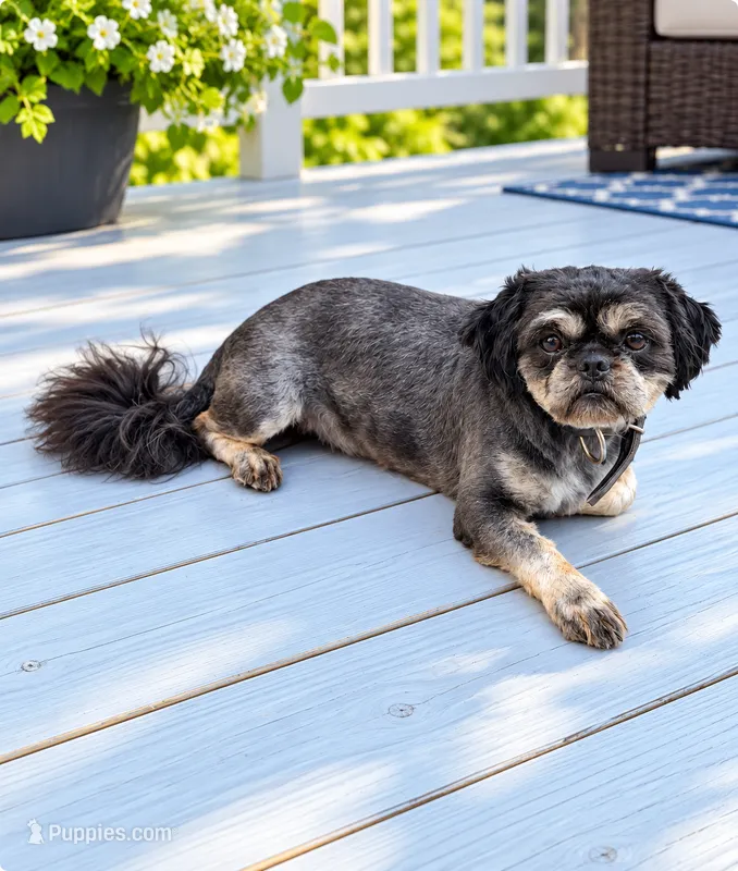Bear bear – Shih Tzu puppy for sale in Middletown, DE