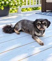 Bear bear, a male Shih Tzu for sale in Middletown, DE – 1 of 2