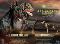 Vesta, a female Doberman Pinscher for sale in Newark, DE – 2 of 3