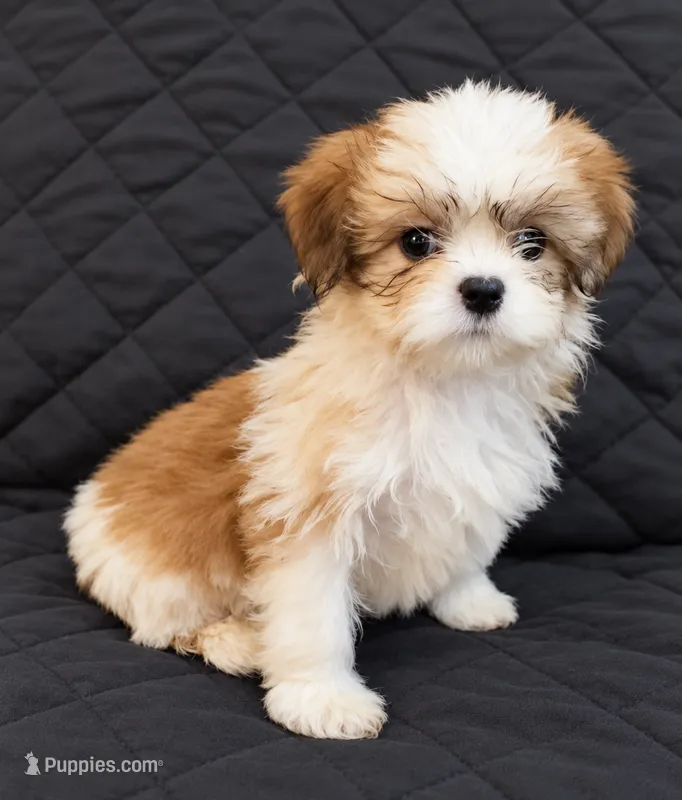 Mia – Shih Tzu puppy for sale in Middletown, DE