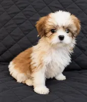 Mia, a female Shih Tzu for sale in Middletown, DE – 1 of 1