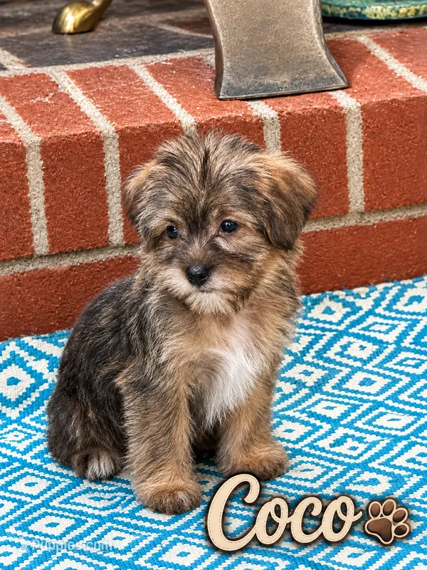 Coco – Yorkshire Terrier, Shorkie puppy for sale in Newark, DE