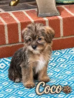 Coco, a female Yorkshire Terrier and Shorkie for sale in Newark, DE – 1 of 1