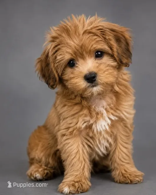 Felix – Shorkie puppy for sale in Newark, DE