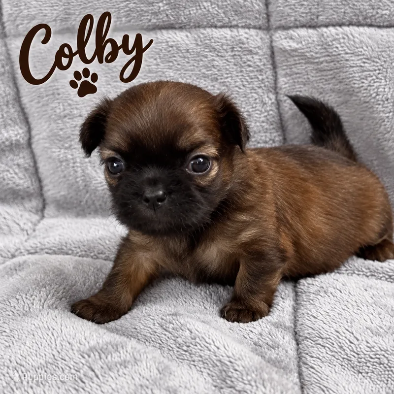 Colby – Shih Tzu puppy for sale in Middletown, DE