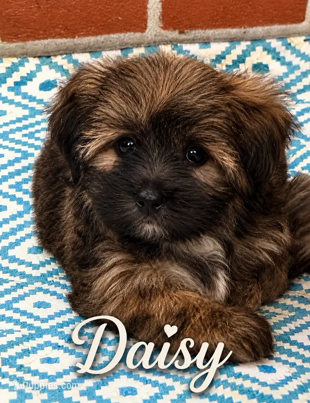 Daisy – Shorkie puppy for sale in Newark, DE