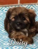 Daisy, a female Shorkie for sale in Newark, DE – 1 of 1