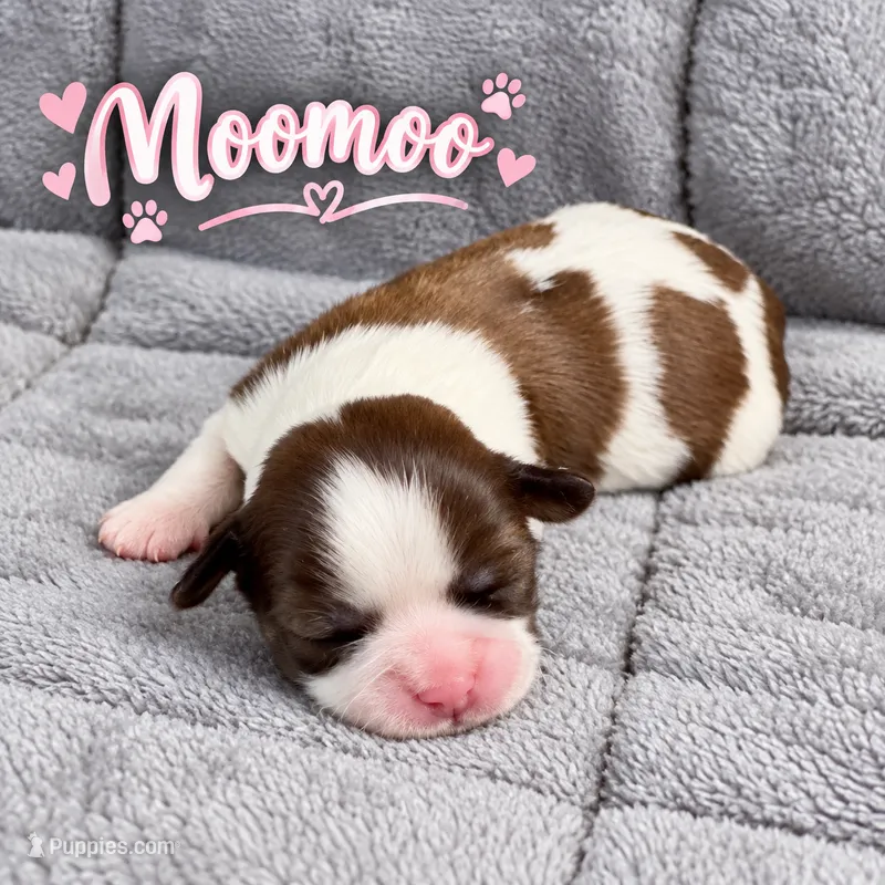 Moomoo – Shih Tzu puppy on hold in Middletown, DE