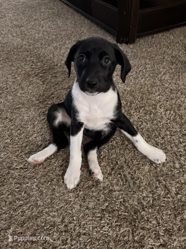 Sweet P – German Shorthaired Pointer, Miniature Australian Shepherd puppy for sale in Round Rock, TX