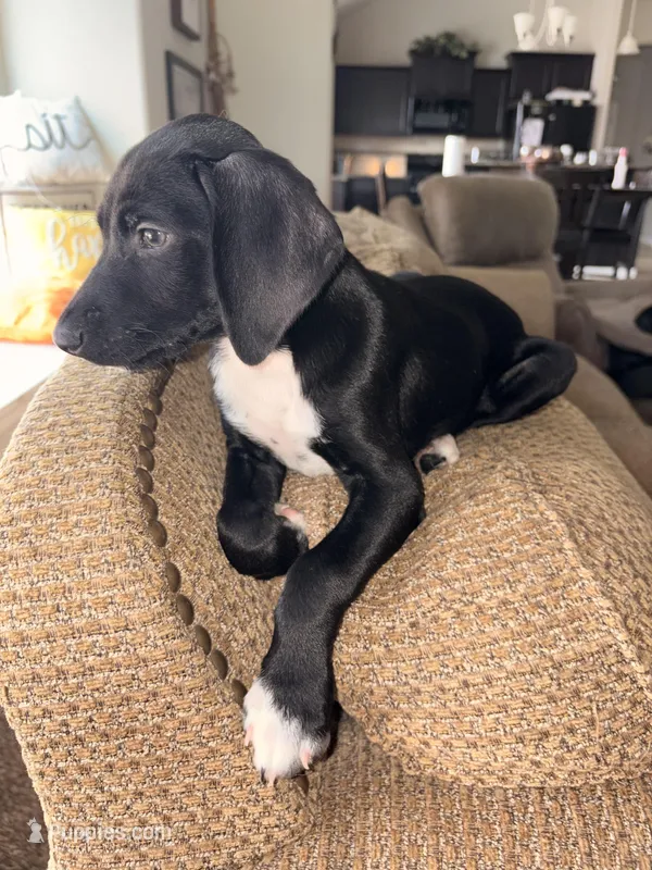 Spot – German Shorthaired Pointer, Miniature Australian Shepherd puppy for sale in Round Rock, TX