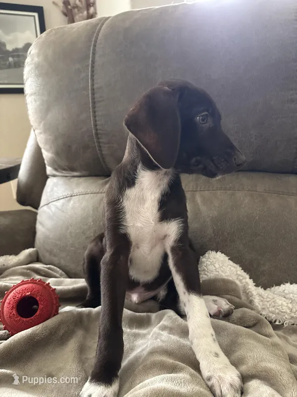 Boots – German Shorthaired Pointer, Miniature Australian Shepherd puppy for sale in Round Rock, TX