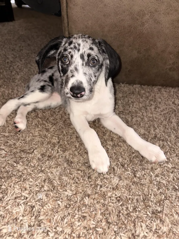 Snow white – German Shorthaired Pointer, Miniature Australian Shepherd puppy for sale in Round Rock, TX