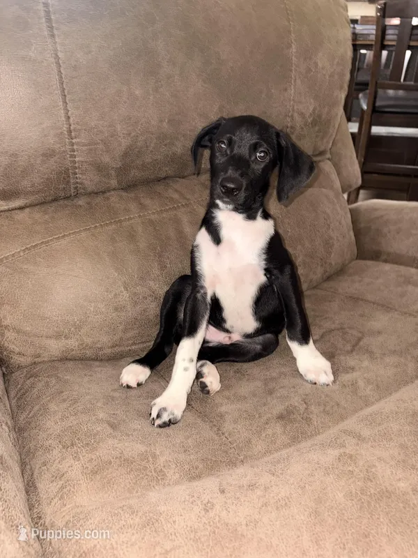Boots #2 – German Shorthaired Pointer, Miniature Australian Shepherd puppy for sale in Round Rock, TX