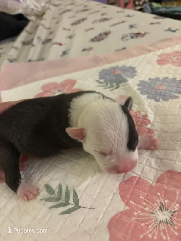 pirate  – American Pit Bull Terrier puppy for sale in Raleigh, NC